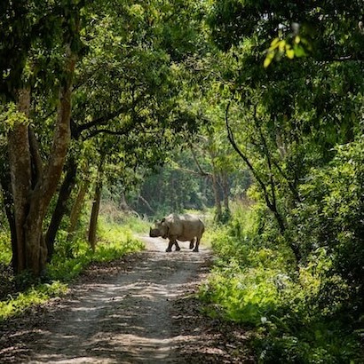 Jungle Safari